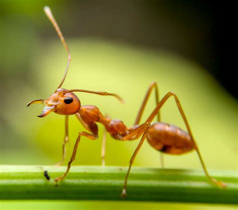 Ant.