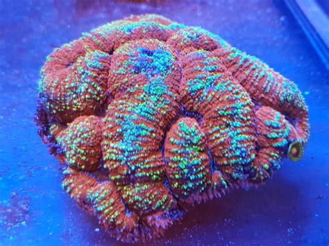 Coral.