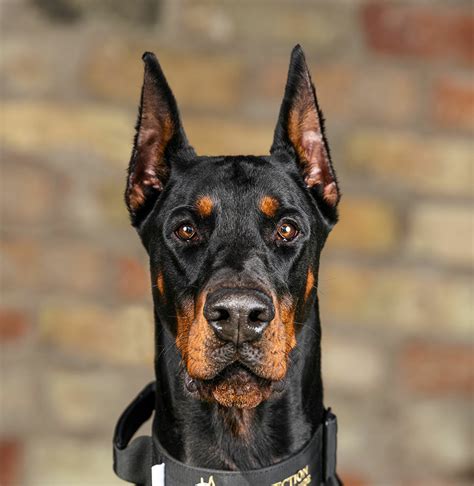 Doberman.