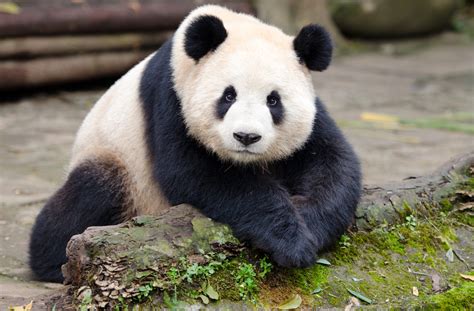 Panda.