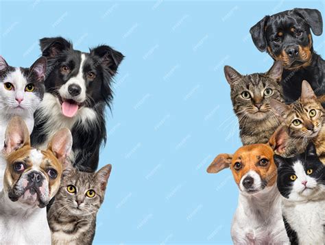 Pet.
