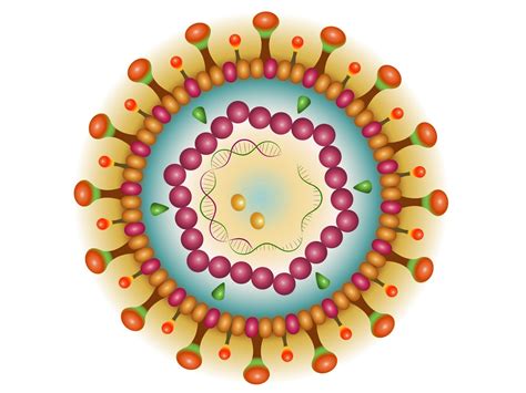 hbv
